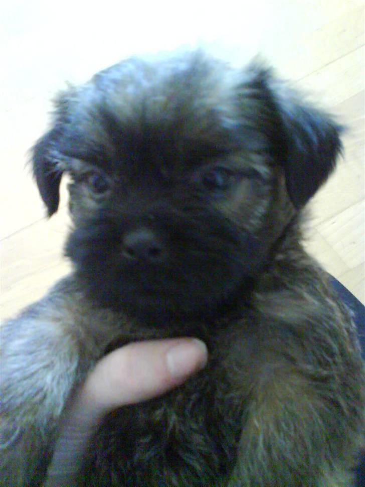 Blanding af racer Maggie billede 1