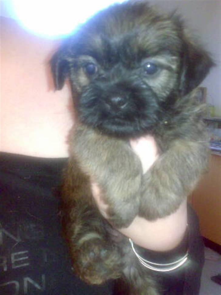 Blanding af racer Maggie billede 2