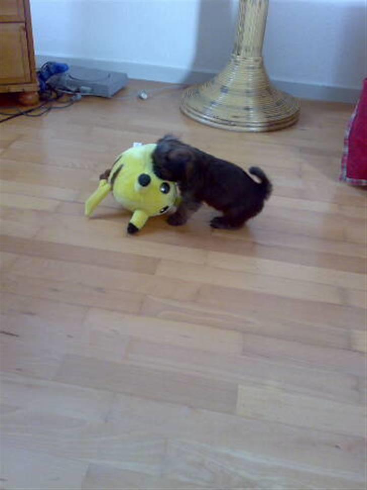 Blanding af racer Maggie - nej nu skal den bare havde den store gule ting der.. billede 3