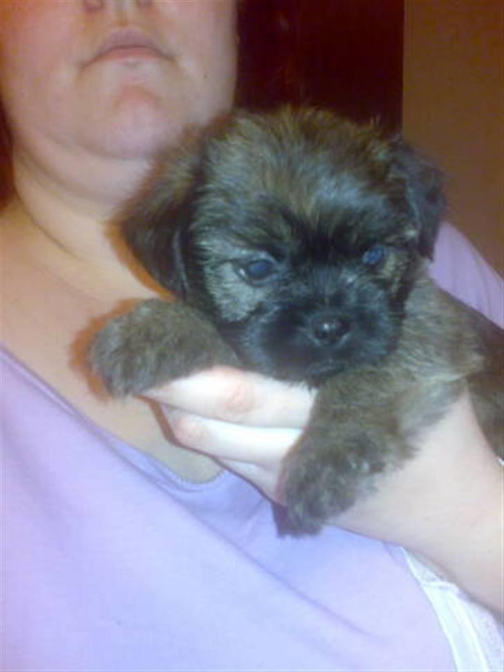 Blanding af racer Maggie billede 4