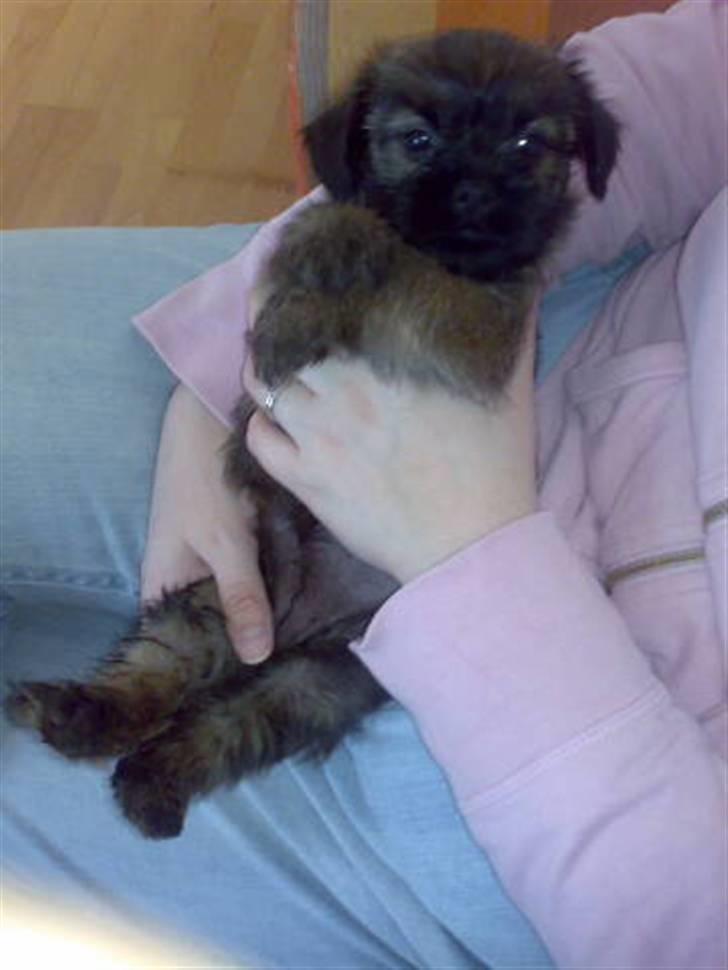 Blanding af racer Maggie - jeg elsker at putte.. billede 5