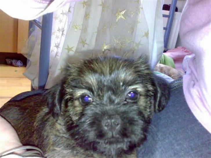 Blanding af racer Maggie billede 6