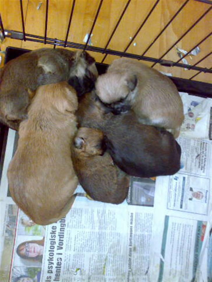 Blanding af racer Maggie - mig og mine søskende.. det er mig den helt mørke der ligger ved sidden af den helt lille.. billede 7