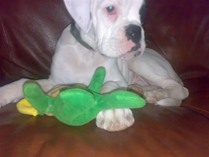 Boxer Hilmer billede 8