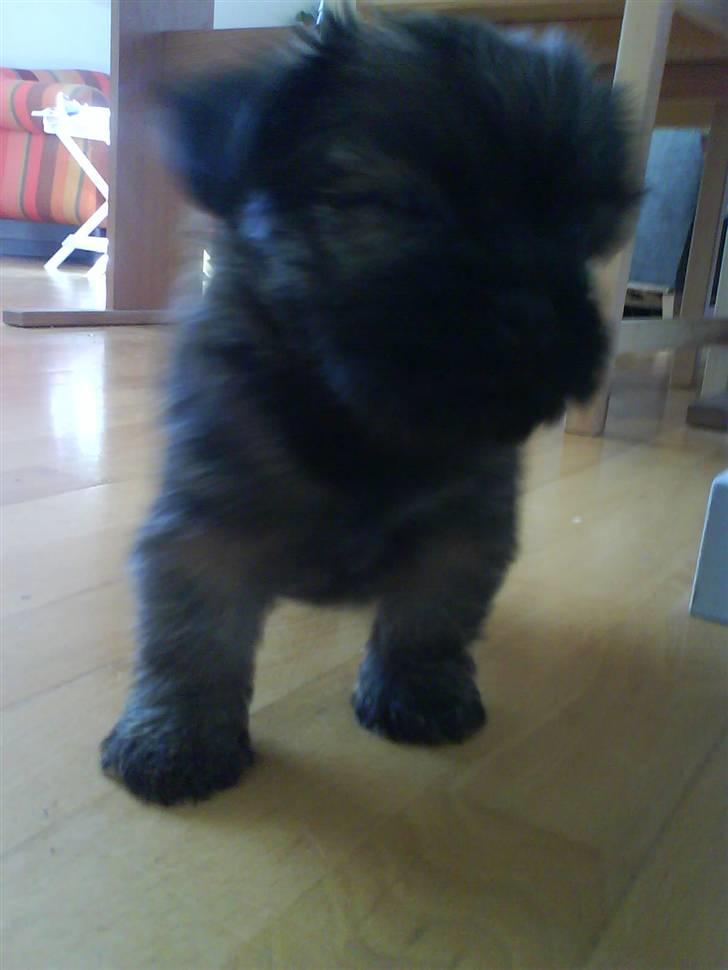 Blanding af racer Maggie - min mor siger at jeg har komode ben.. ;) billede 8