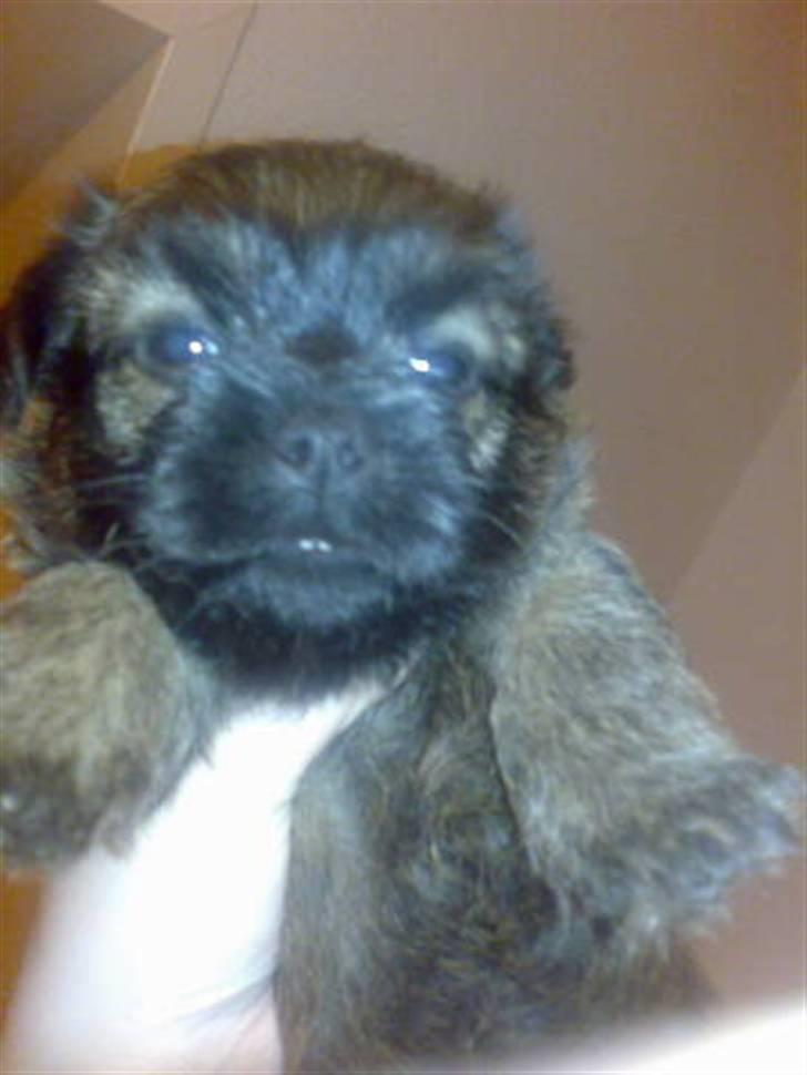 Blanding af racer Maggie - det var det her billed min mor og far faldt for mig.. billede 9