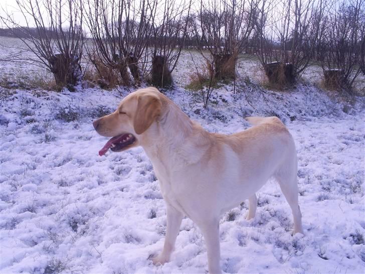 Labrador retriever Nellie - Jubii endelig kom der sne 24 marts 2008 billede 14