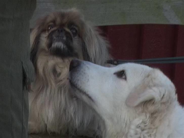 Maremma Chica (død 12/10-2009) billede 6