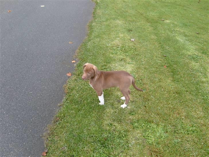 Blanding af racer Nisha billede 5