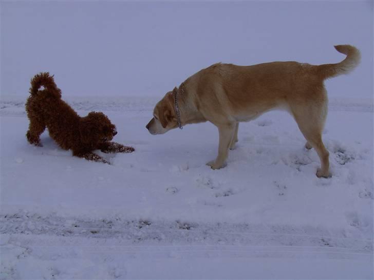 Dværgpuddel Bailey - Bailey og Penny´ <33 marts 2008 billede 8