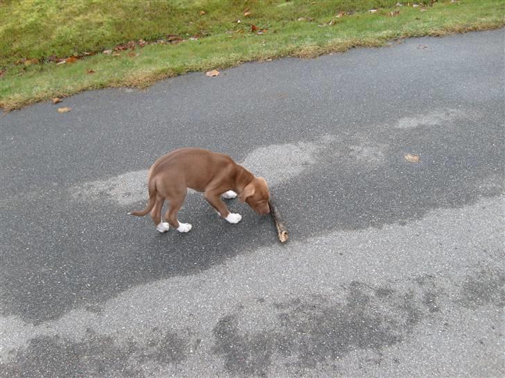 Blanding af racer Nisha billede 6