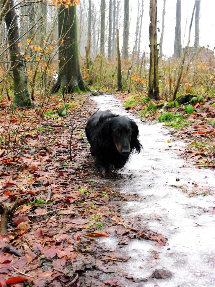 Gravhund Sigurd - Sigurd tuller rundt i hunde skoven. Foto: Ann-Sofie A billede 15