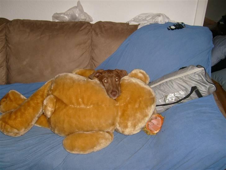 Blanding af racer Nisha billede 7