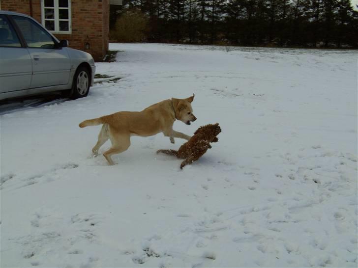 Dværgpuddel Bailey - Penny & bailey´ :b <33 marts 2008 billede 9