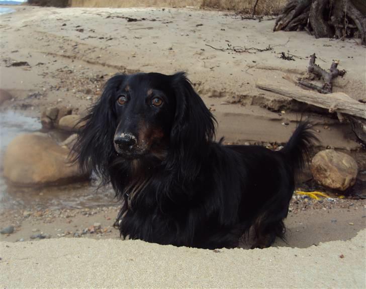 Gravhund Sigurd billede 16