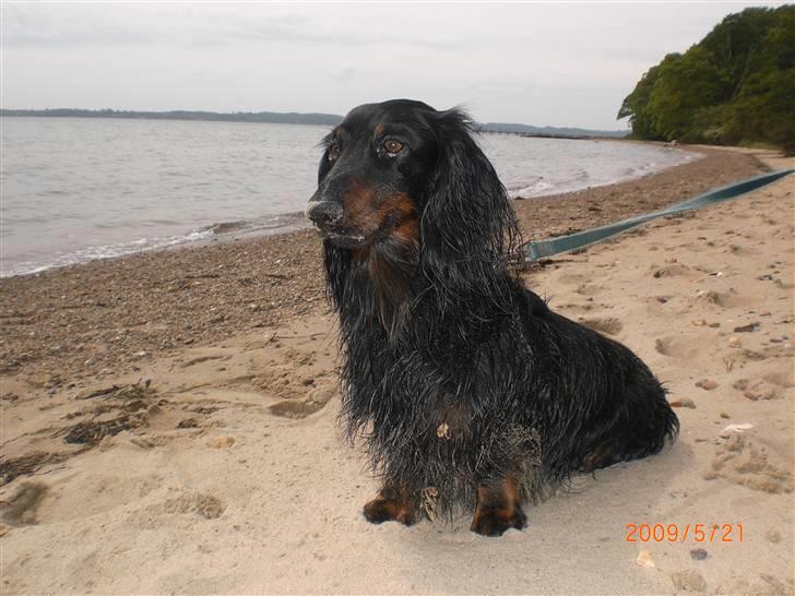 Gravhund Sigurd billede 17