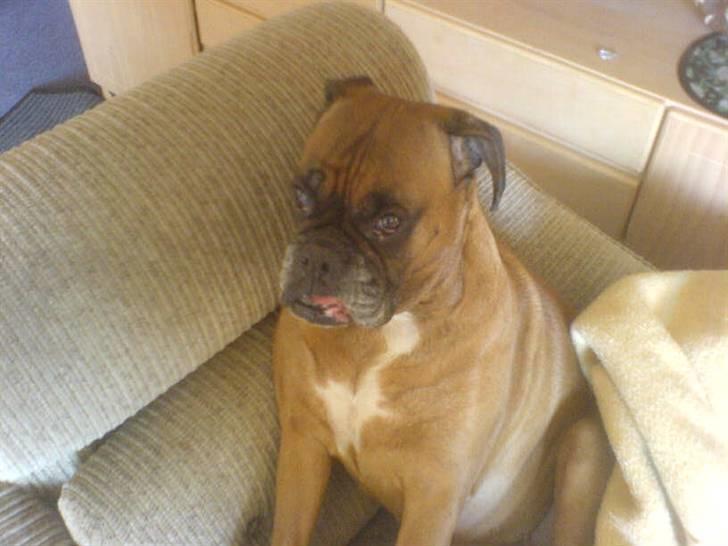 Boxer schiba   R.I.P billede 8