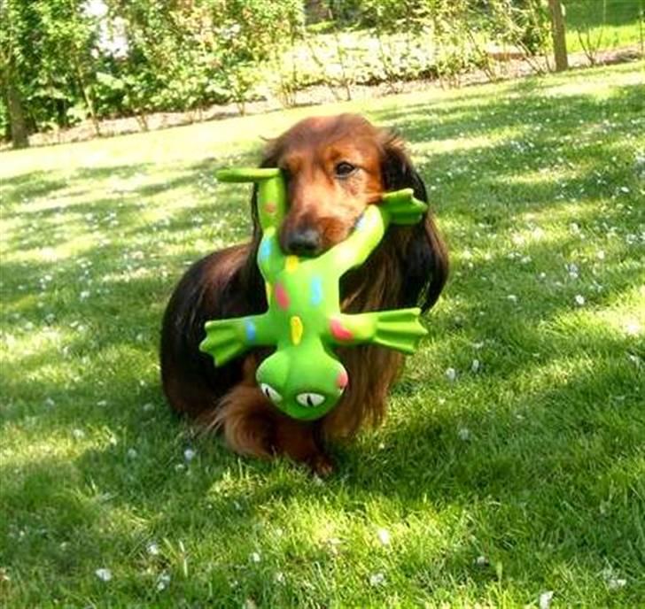 Dværggravhund Oskar - Et gammel billede af Oskar. billede 19