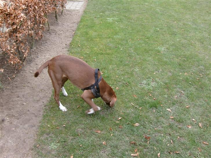 Blanding af racer Nisha billede 8