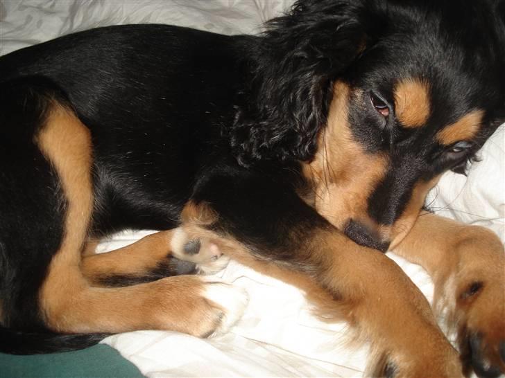 Blanding af racer Honey - Honey ligger og sover, omkring fire måneder gammel.  billede 1