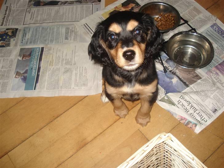 Blanding af racer Honey - Honey som er lidt nysgerrig. billede 2