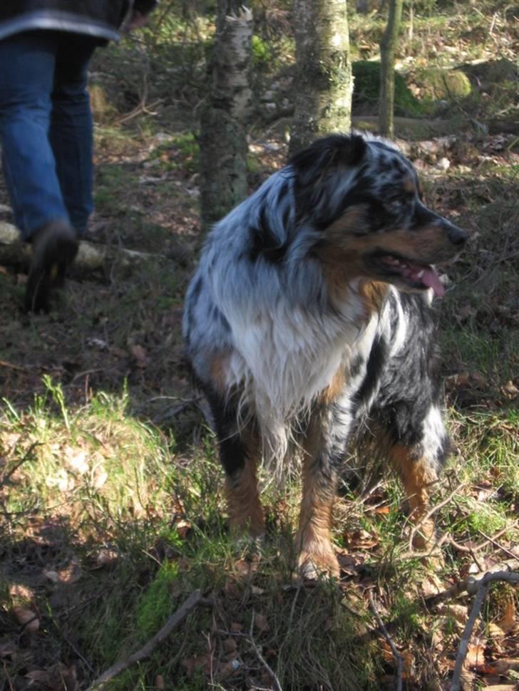 Australian shepherd PaintedMagic Captain Hook - Holger i skoven i Hagstad billede 16