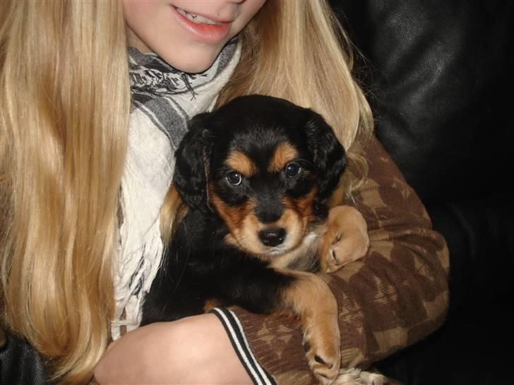 Blanding af racer Honey - Honey ca. 2½ måneder gammel. billede 3