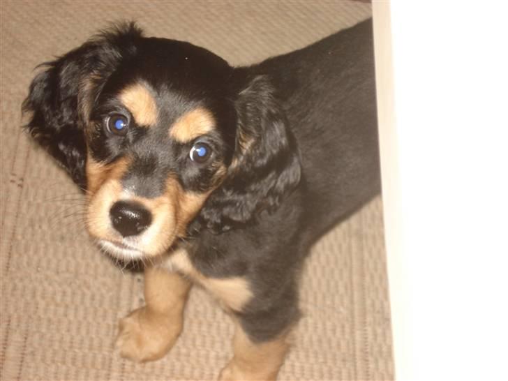 Blanding af racer Honey - Honey eeelsker at få taget billeder. Ca. 3 måneder gammel. billede 4