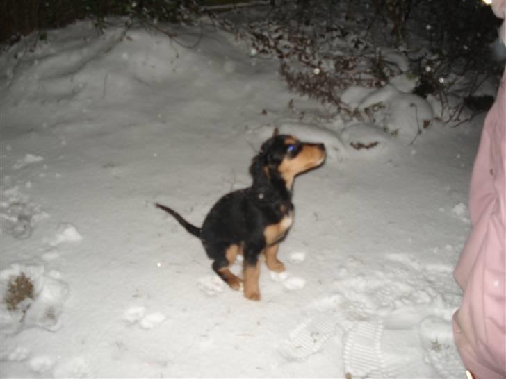 Blanding af racer Honey - Honey ude i sneen og lege. 3½ måneder gammel. billede 5