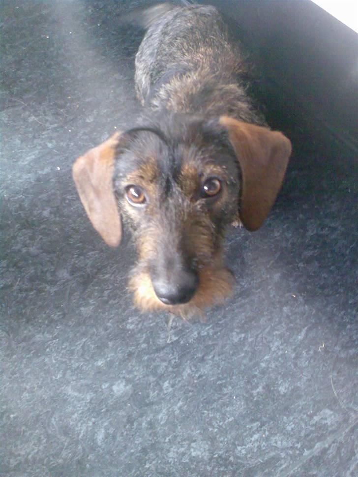 Gravhund Ofelia <3 billede 5