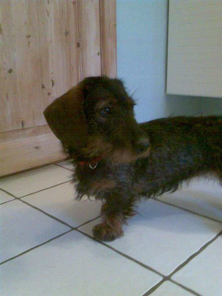 Gravhund Ofelia <3 billede 6