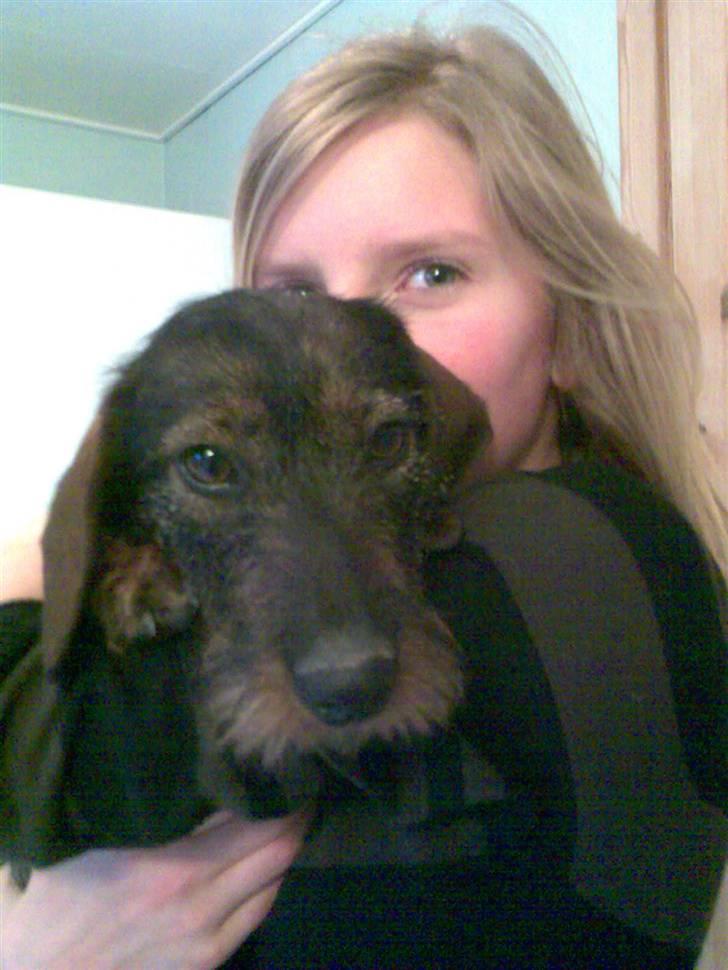 Gravhund Ofelia <3 billede 7