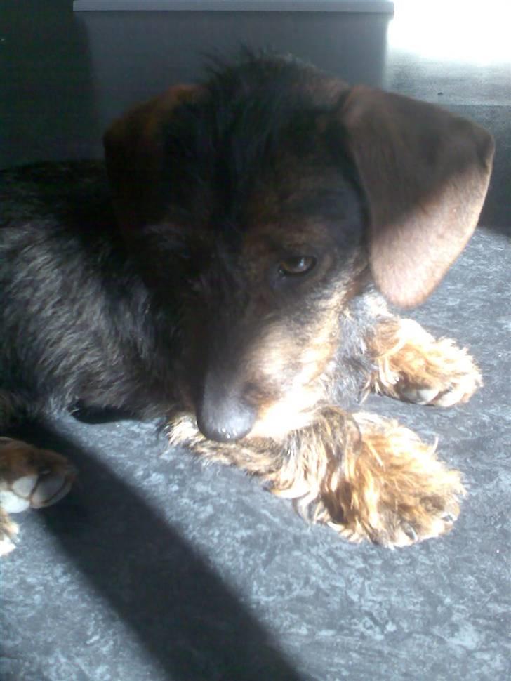 Gravhund Ofelia <3 billede 9