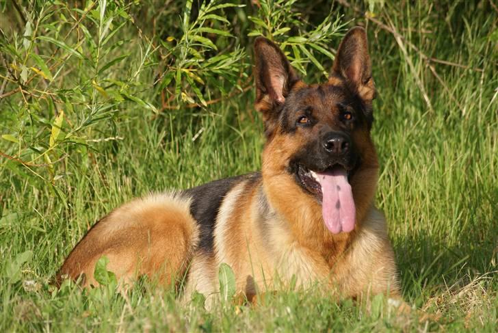 Schæferhund Kenzo - Er man smuk, eller er man smuk? :D billede 15