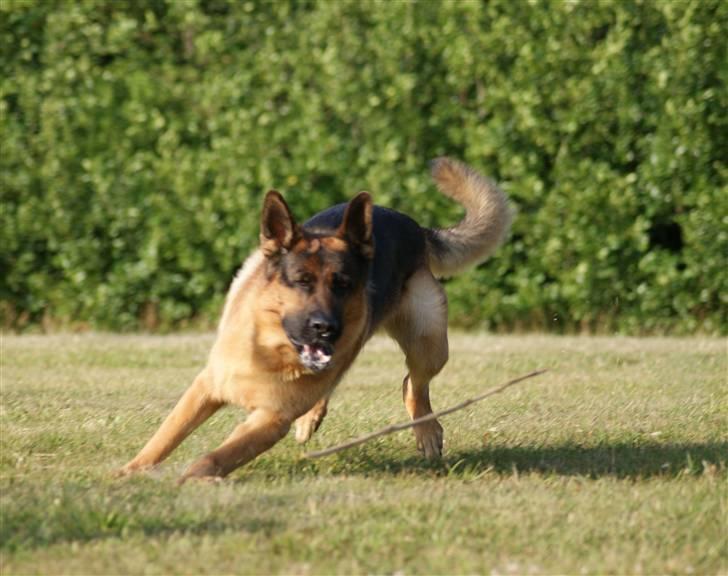 Schæferhund Kenzo - Wee jeg har næsten pinden!!! :D billede 16