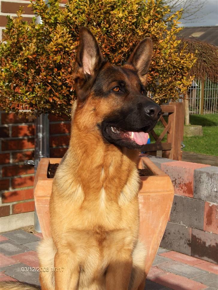 Schæferhund Kenzo - Kenzo som model hehe :-D billede 17