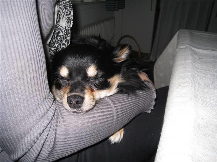 Chihuahua Hugo billede 11