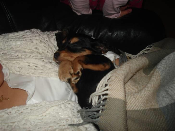 Blanding af racer Honey billede 7