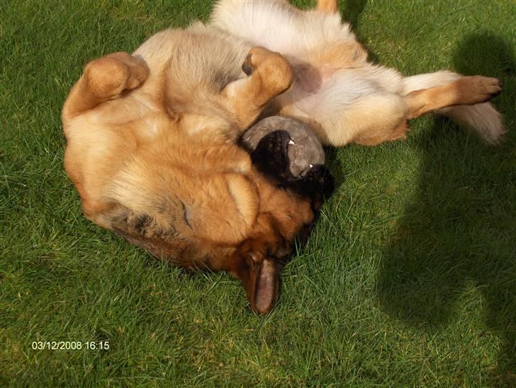 Schæferhund Kenzo - Kenzo fjoller ude i haven :P billede 18