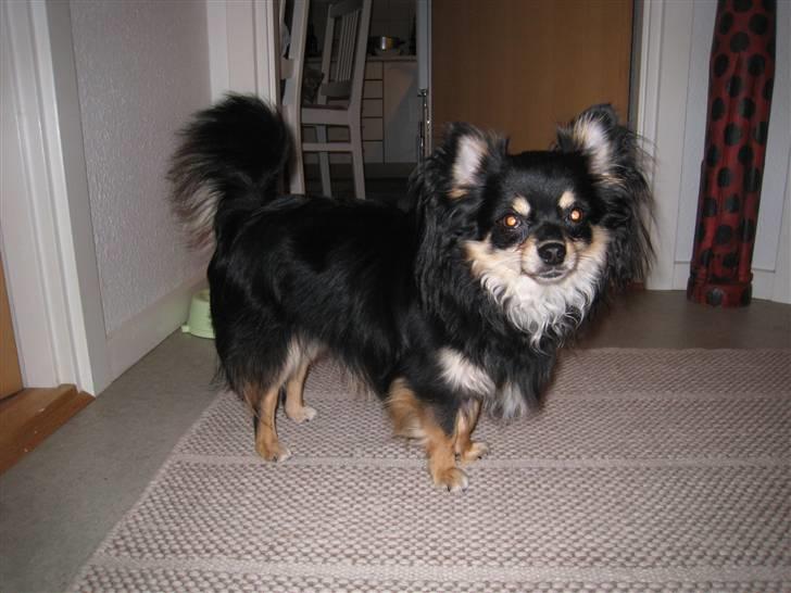 Chihuahua Hugo billede 12