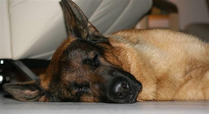 Schæferhund Kenzo - Zzzzz  :) billede 19