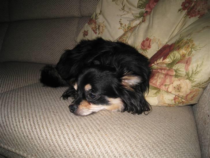 Chihuahua Hugo billede 13