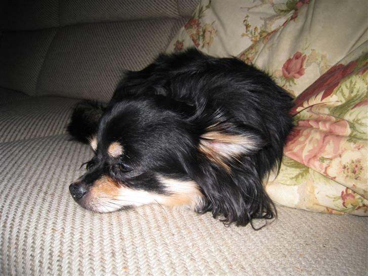 Chihuahua Hugo billede 14