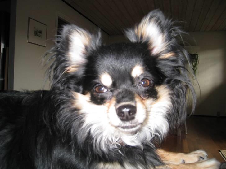 Chihuahua Hugo billede 15