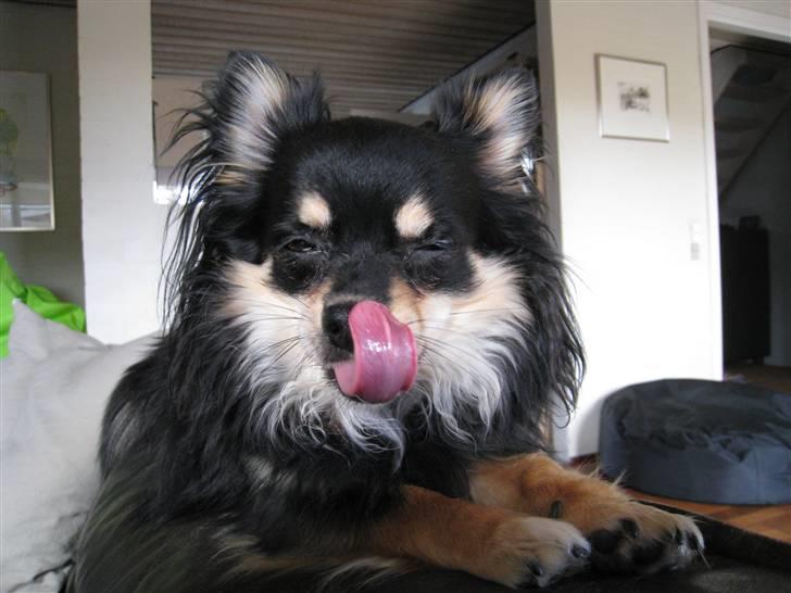 Chihuahua Hugo billede 16