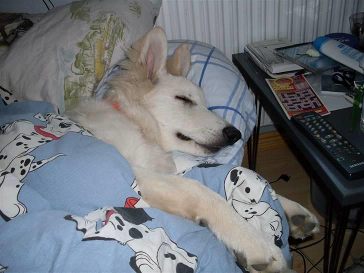 Hvid schæfer Silver - han er en rigtig lille hyggetrold ;) billede 6