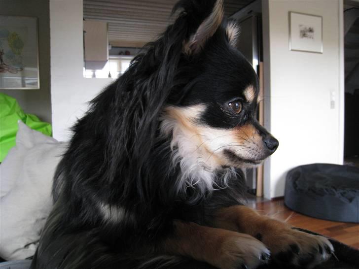 Chihuahua Hugo billede 17