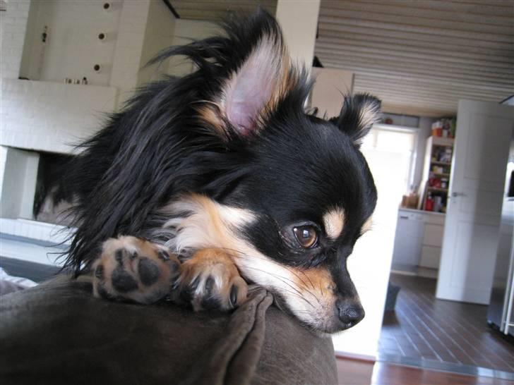 Chihuahua Hugo billede 18