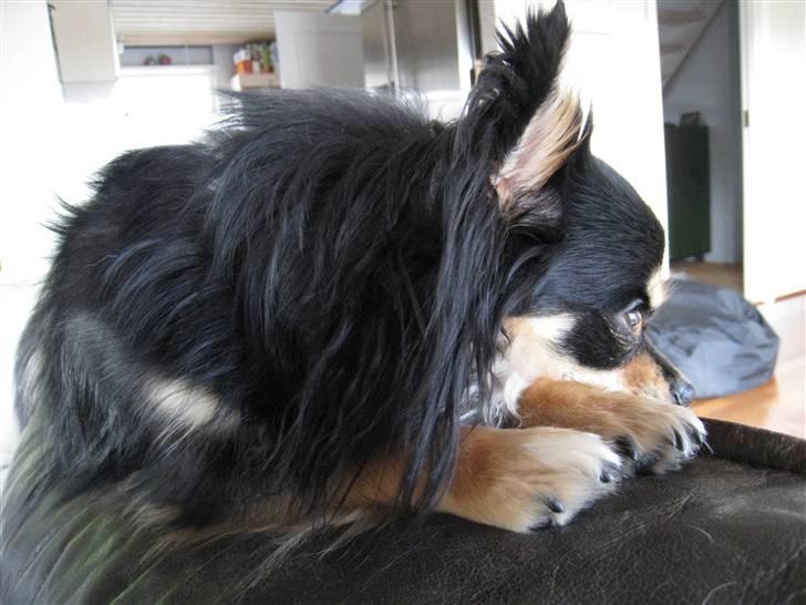 Chihuahua Hugo billede 19