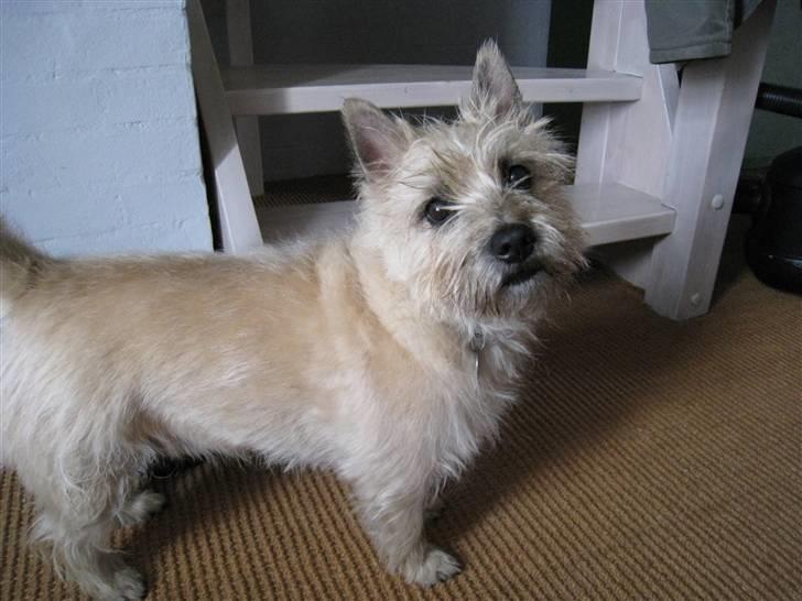 Cairn terrier Arthur billede 15